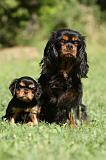 CAVALIER KING CHARLES 585